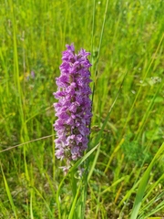 Dactylorhiza majalis baltica