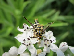Chamaesphecia annellata