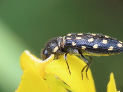 Acmaeodera octodecimguttata