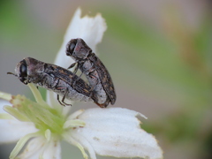 Acmaeoderella adspersula