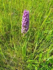 Dactylorhiza majalis baltica