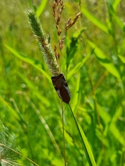 Cryptocala chardinyi