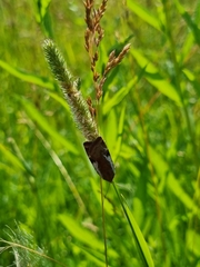 Cryptocala chardinyi