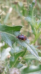 Deraeocoris ruber
