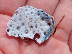 Maja brachydactyla