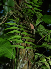 Asplenium juglandifolium