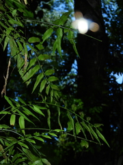 Asplenium juglandifolium