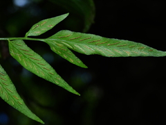 Asplenium juglandifolium