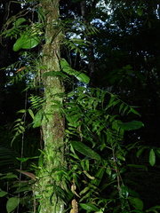 Asplenium juglandifolium
