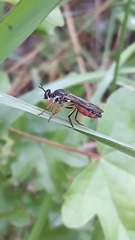 Dioctria hyalipennis