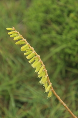 Kniphofia parviflora