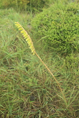 Kniphofia parviflora