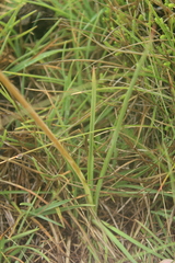 Kniphofia parviflora