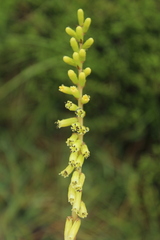 Kniphofia parviflora