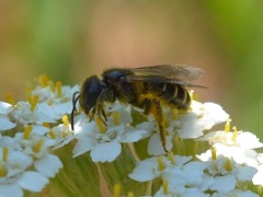 Halictus maculatus