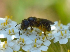 Halictus maculatus