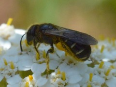 Halictus maculatus