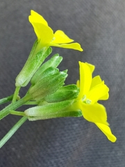 Erysimum odoratum