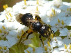 Halictus maculatus
