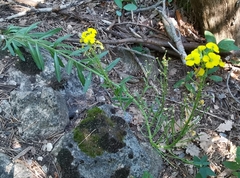 Erysimum odoratum