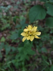 Hypericum montanum