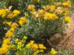 Isocoma hartwegii