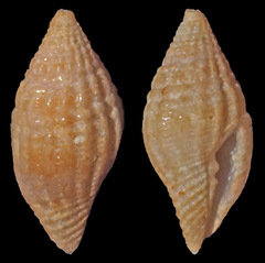 Anarithma granulata