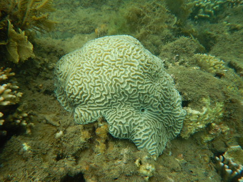 lesser valley coral