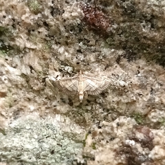 Cnaphalocrocis trebiusalis