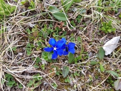 Gentiana verna
