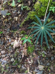 Paris polyphylla stenophylla