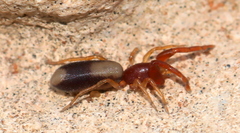 Diaphorocellus