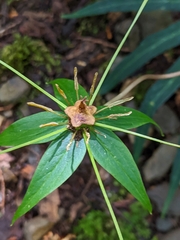 Paris polyphylla stenophylla