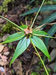 Paris polyphylla stenophylla
