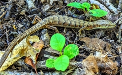 Elgaria multicarinata scincicauda