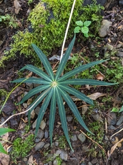Paris polyphylla stenophylla