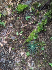 Paris polyphylla stenophylla