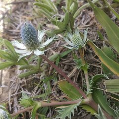 Eryngium carlinae
