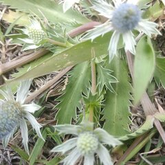 Eryngium carlinae
