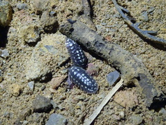 Armadillidium gestroi