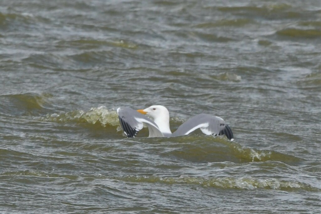 Large White-headed Gulls from Ширинский р-н, Респ. Хакасия, Россия on ...