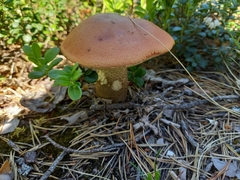 Leccinum vulpinum