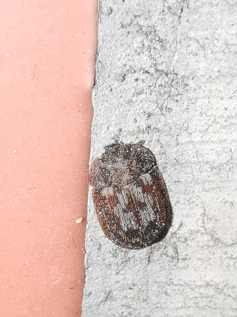 Ancyrona