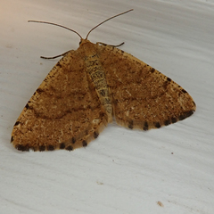 Macaria brunneata