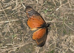 Acraea neobule