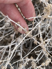 Procecidochares kristineae