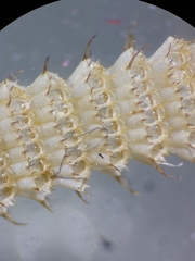 Electra verticillata