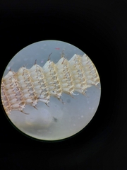 Electra verticillata