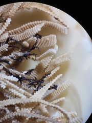 Electra verticillata