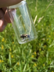 Megachile gemula